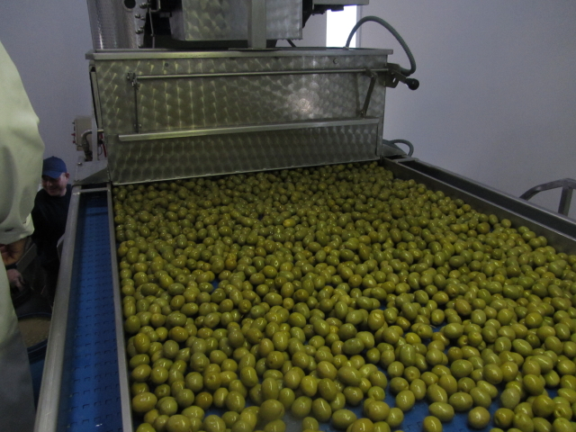 Økologiske grønne oliven klar til sortering.