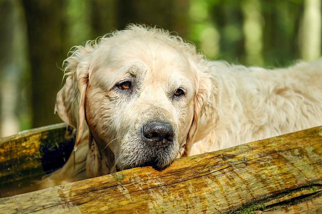 golden retriever, dog, retriever