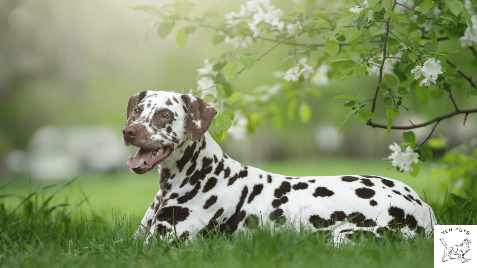 Dalmatian with healthy skin