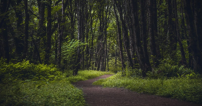 A path winding through the woods, revealing the benefits of stillness.