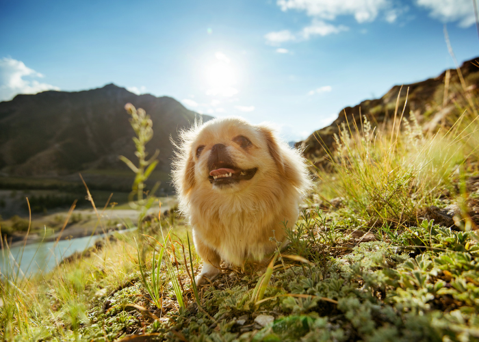 Pekingese breed with facial features