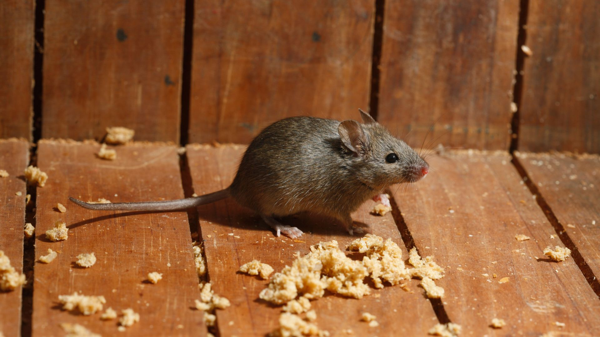 An image of a mouse making a nest inside of a wall or ceiling.