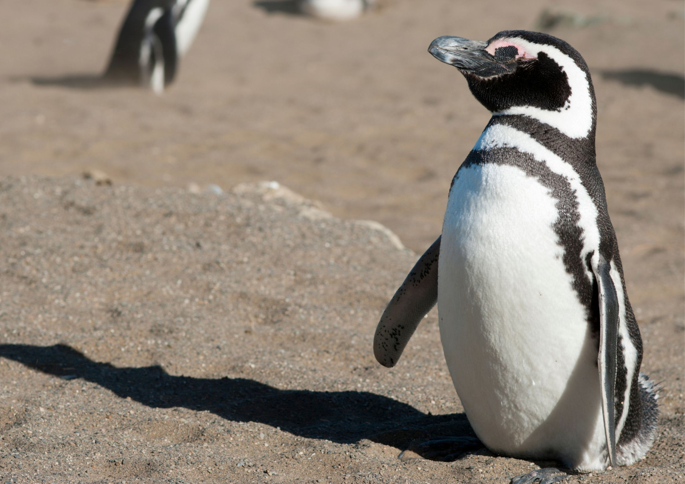 Magellanic Penguin, animals that start with M