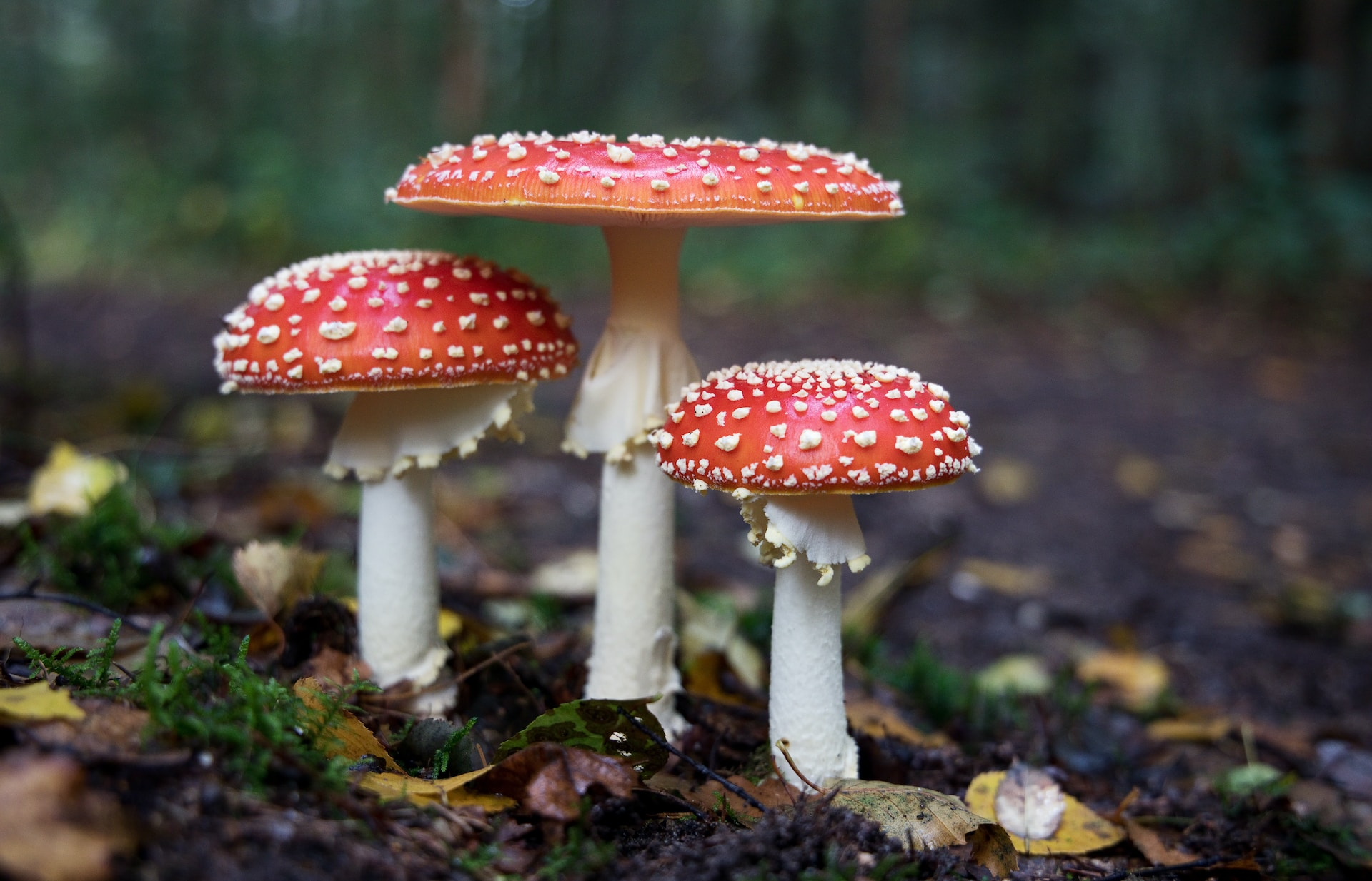 three red mushroom