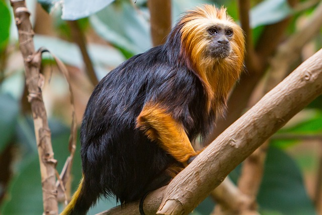 golden-headed lion tamarin, tamarin, monkey