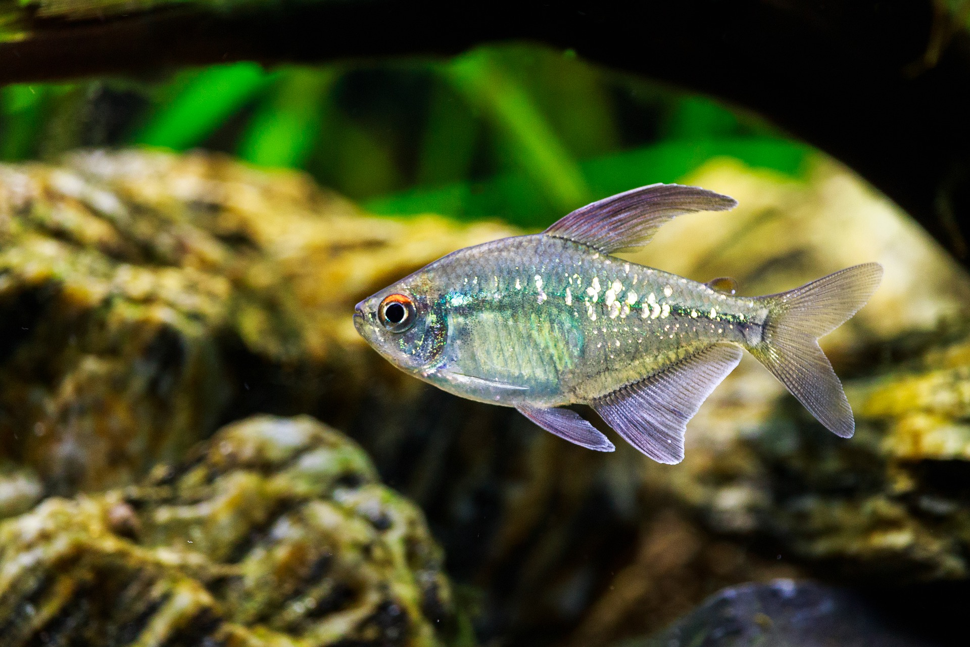 Diamond tetra fish in the aquarium