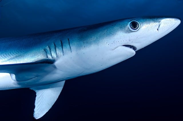 shortfin mako shark oceans ultimate predators