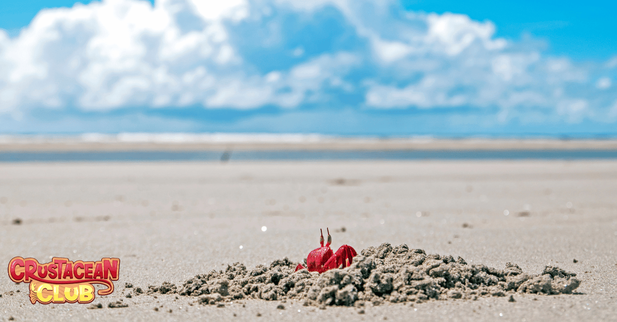 A little crab in the sand at the beach 