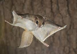 Flying squirrels