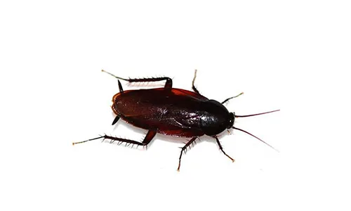 An image of a smoky brown cockroach.