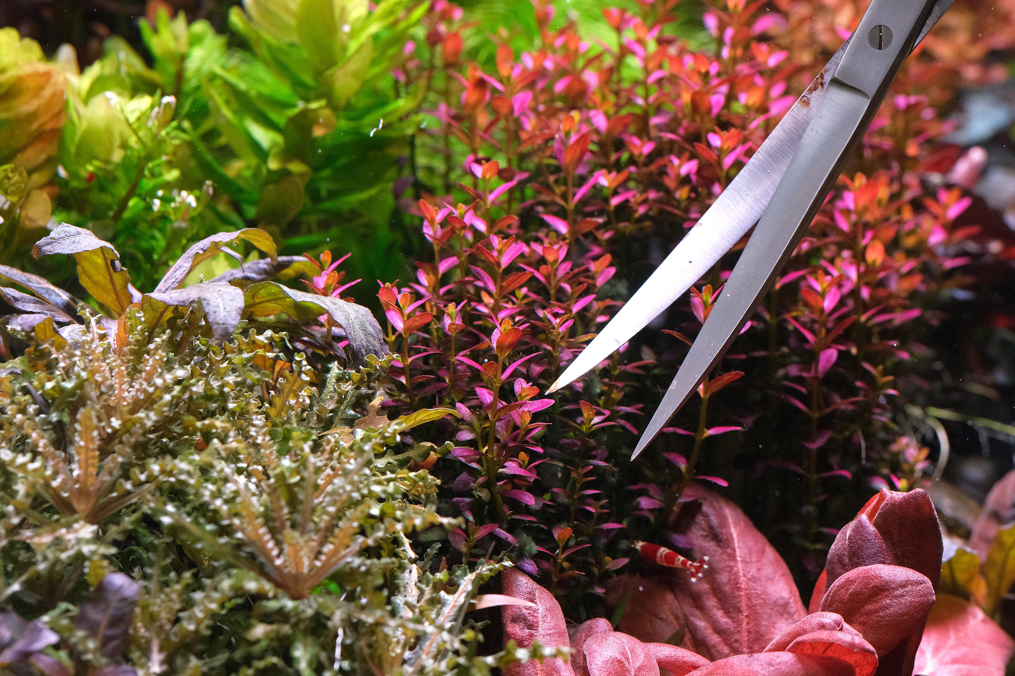 Scissors trimming Rotala florida