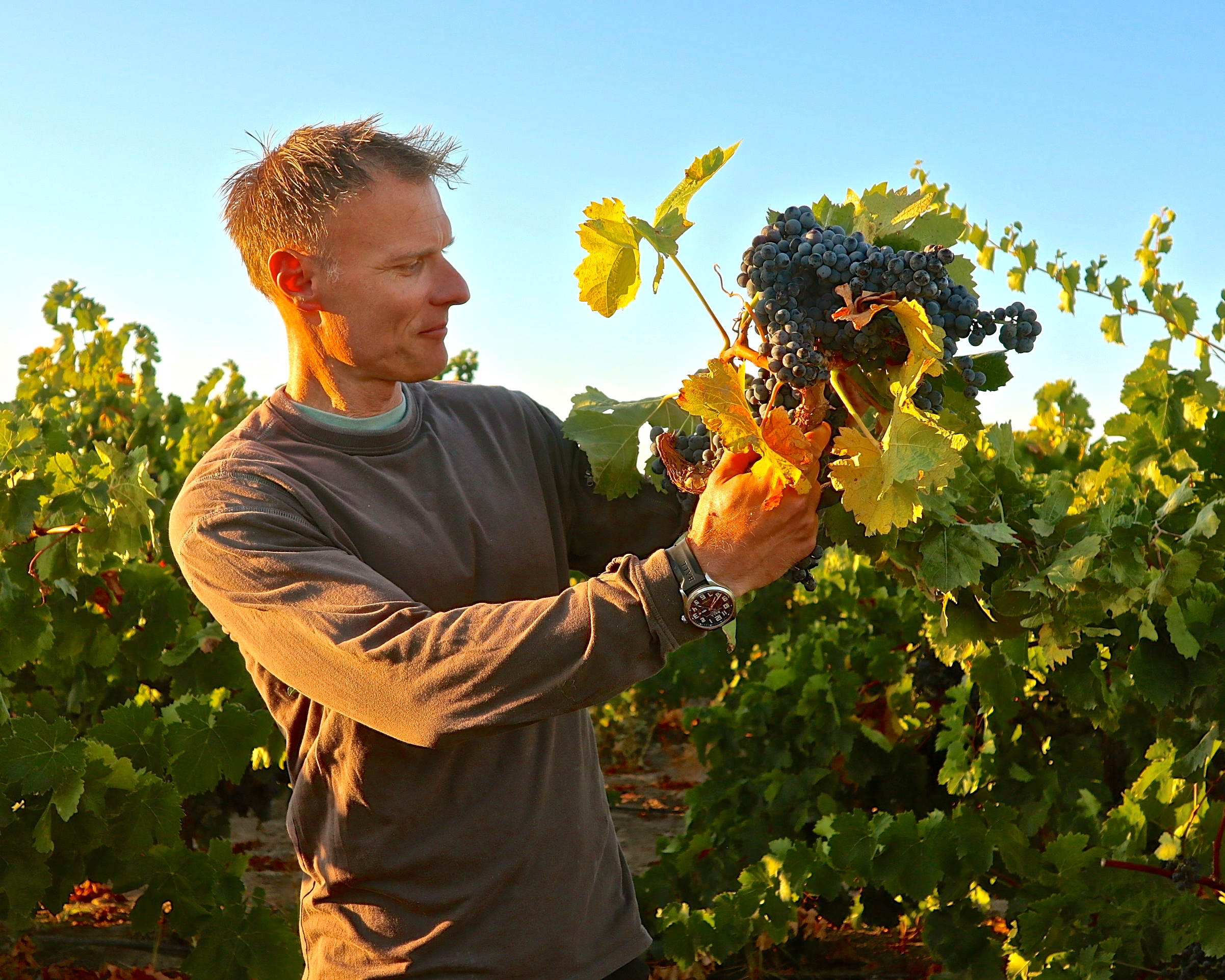 Man in vineyard holding grape cluster
