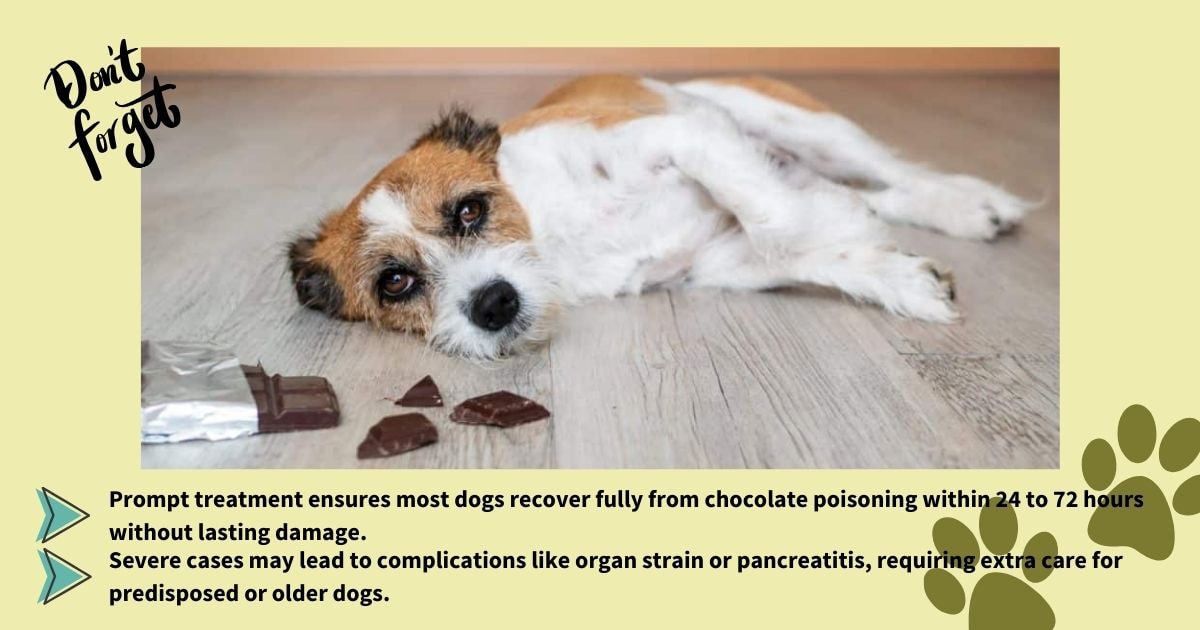 A concerned dog lying near chocolate pieces, with text emphasizing the importance of prompt treatment for chocolate poisoning and potential complications.