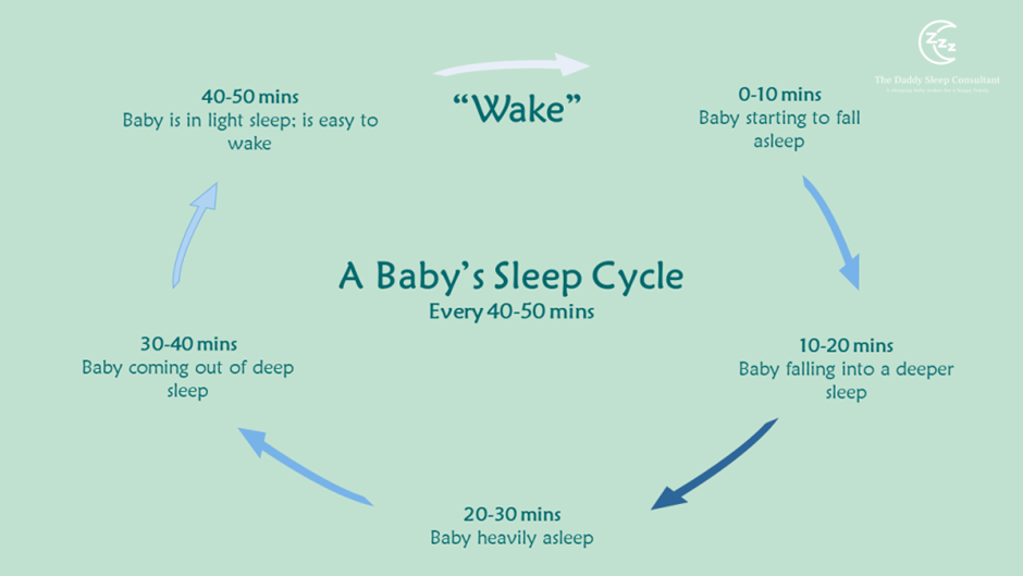 A sleep cycle diagram