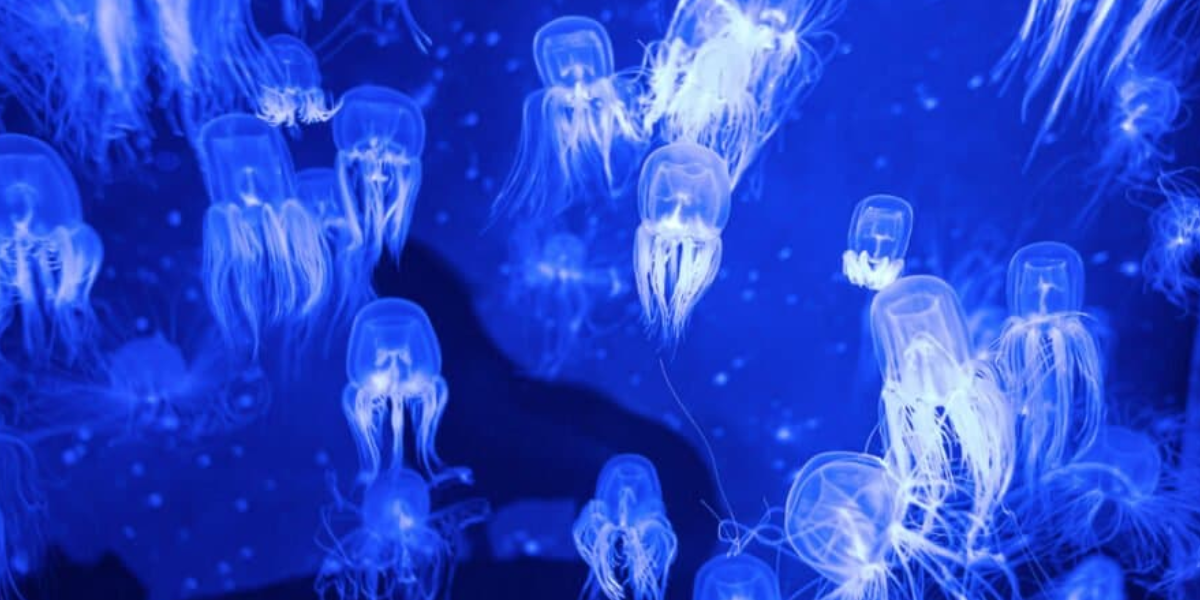 jellyfish, cancun