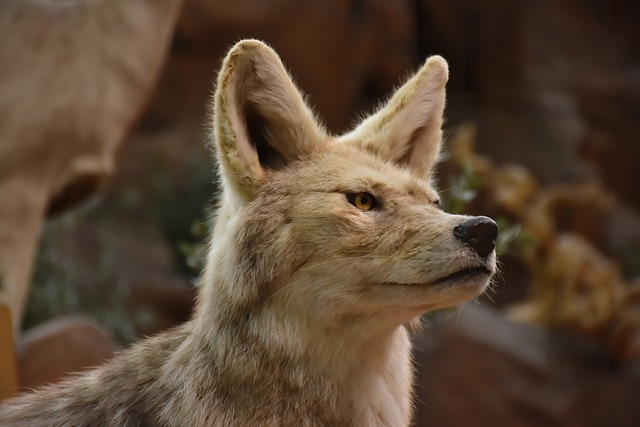 coyote, wildlife, animal