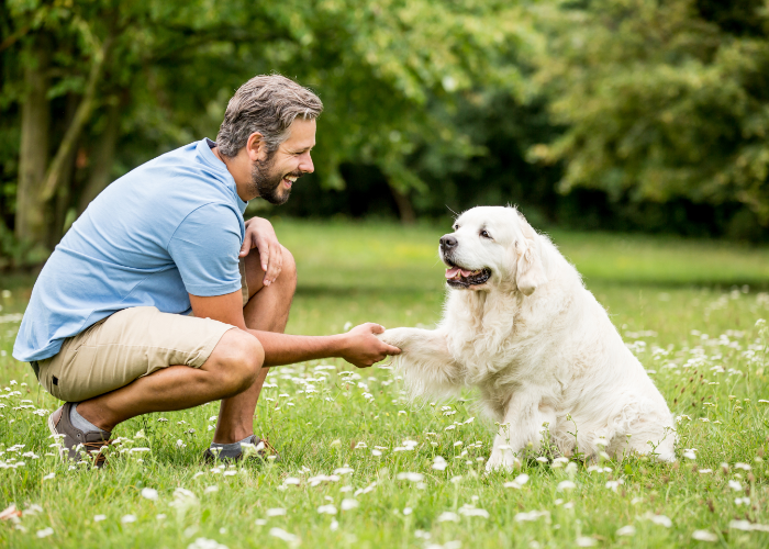 Why Does My Dog Lick & Nibble My Ears? (Causes & Solutions)