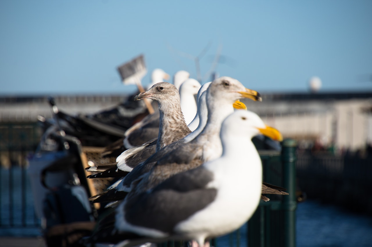 difference between male and female seagulls