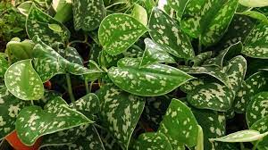 satin pothos