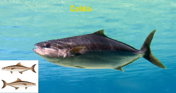 cobia fish species in the gulf of mexico