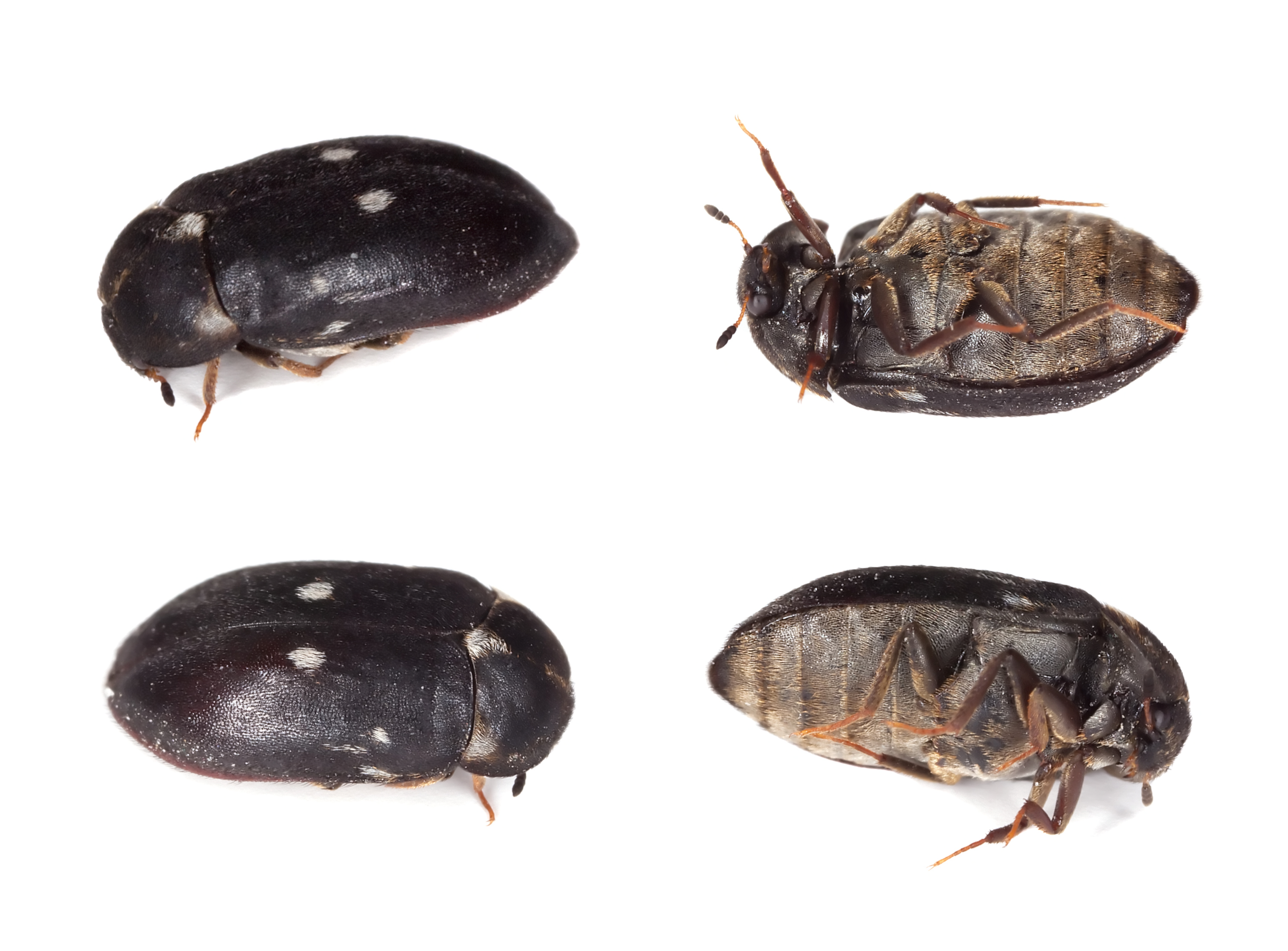 Fur beetle / Two-spotted carpet beetle