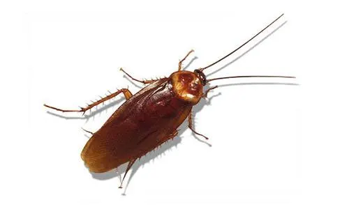 An image of an American cockroach.