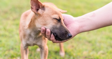 Communication Skills Between Dogs