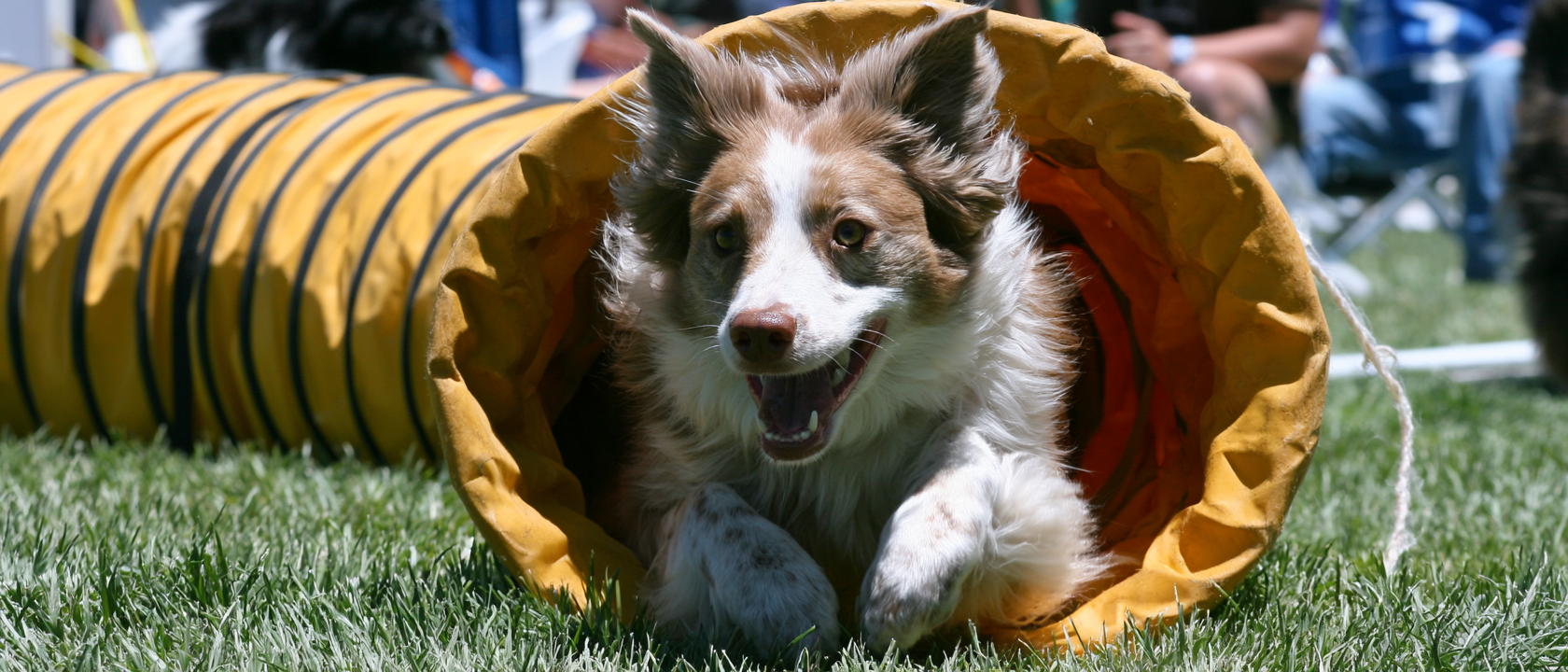 Dog agility tunnel
