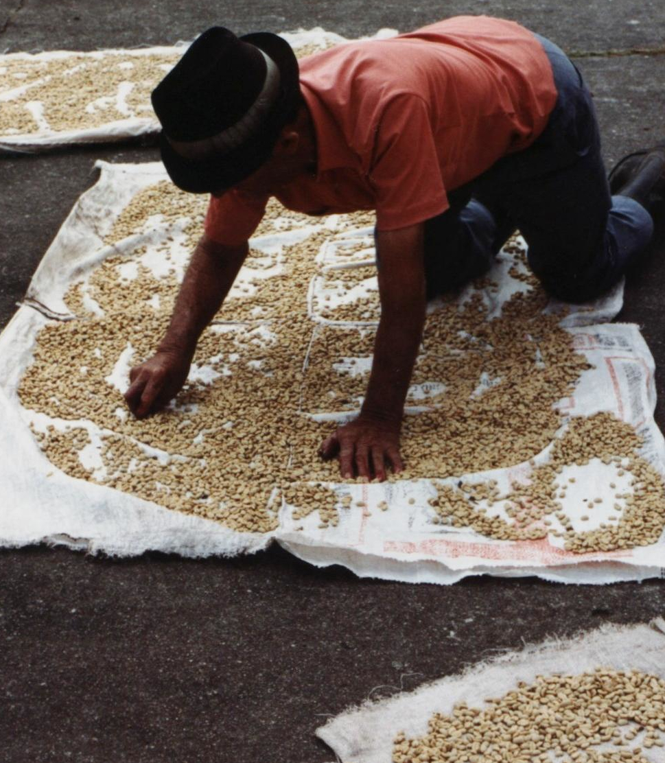 drying coffee beans in colombia