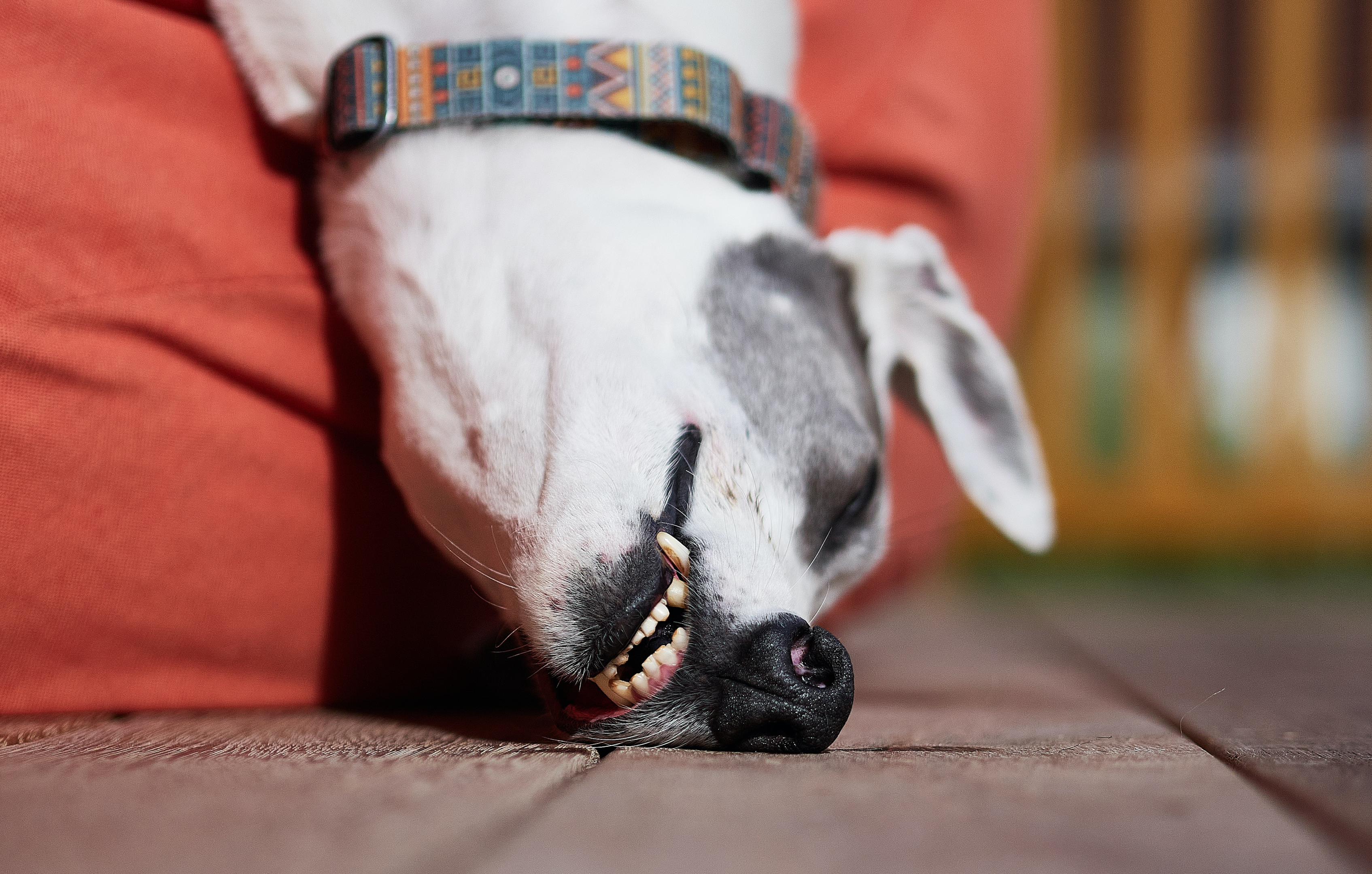 Sleeping greyhound dog wearing a collar