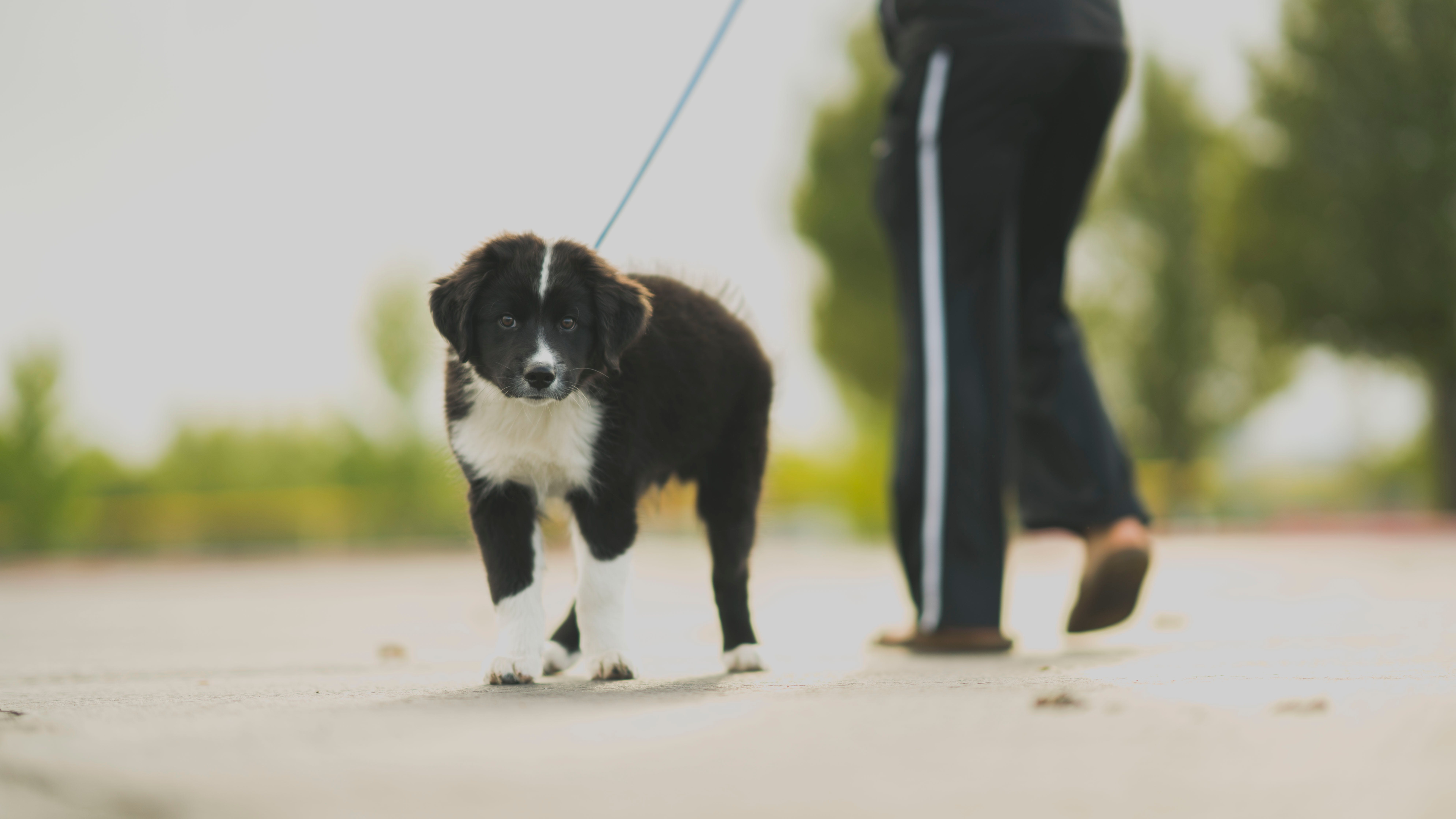 puppy walking with its furparent