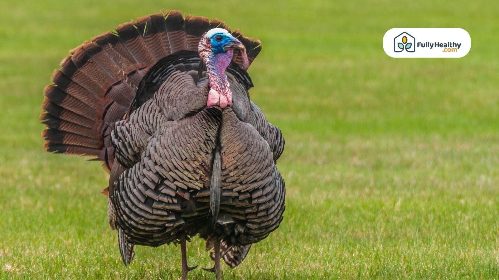 Wild male turkey displaying feathers on open green grass field