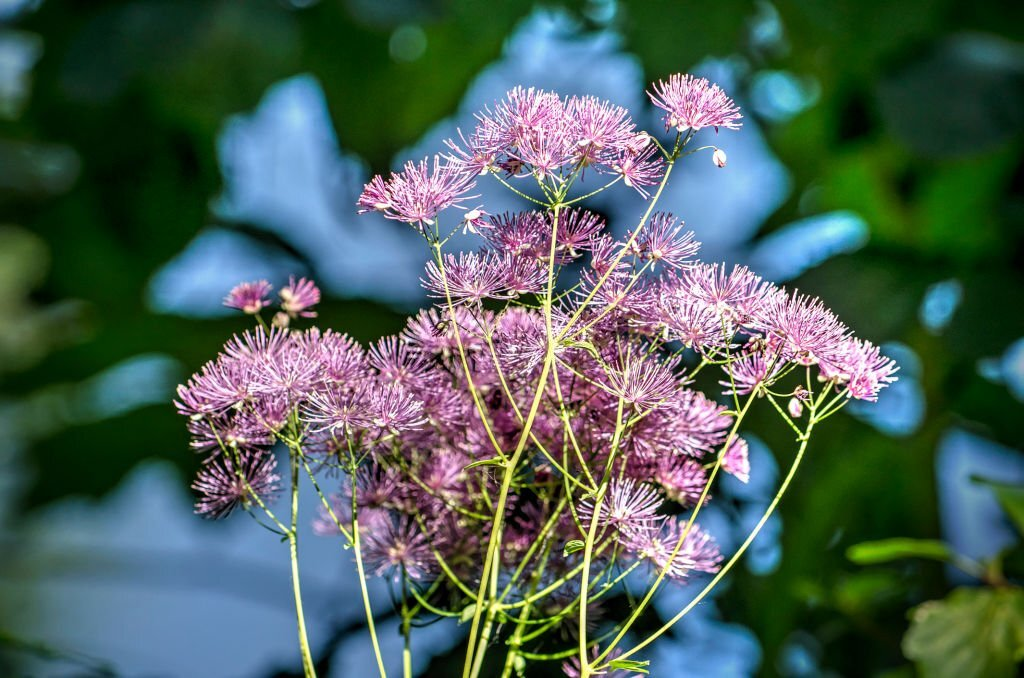 Meadow Rue