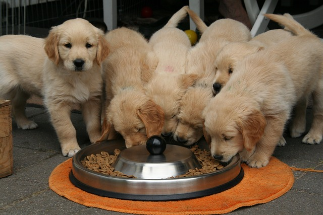 golden retriever puppy, dog puppy while it is eating, cute puppy, pet parents, temporary bland diet, bland food, bland meal, lean protein, small frequent meals, bone broth, pumpkin pie filling, eat pumpkin, abdominal pain, sick dog, dog's gi tract, pumpkin pie mix