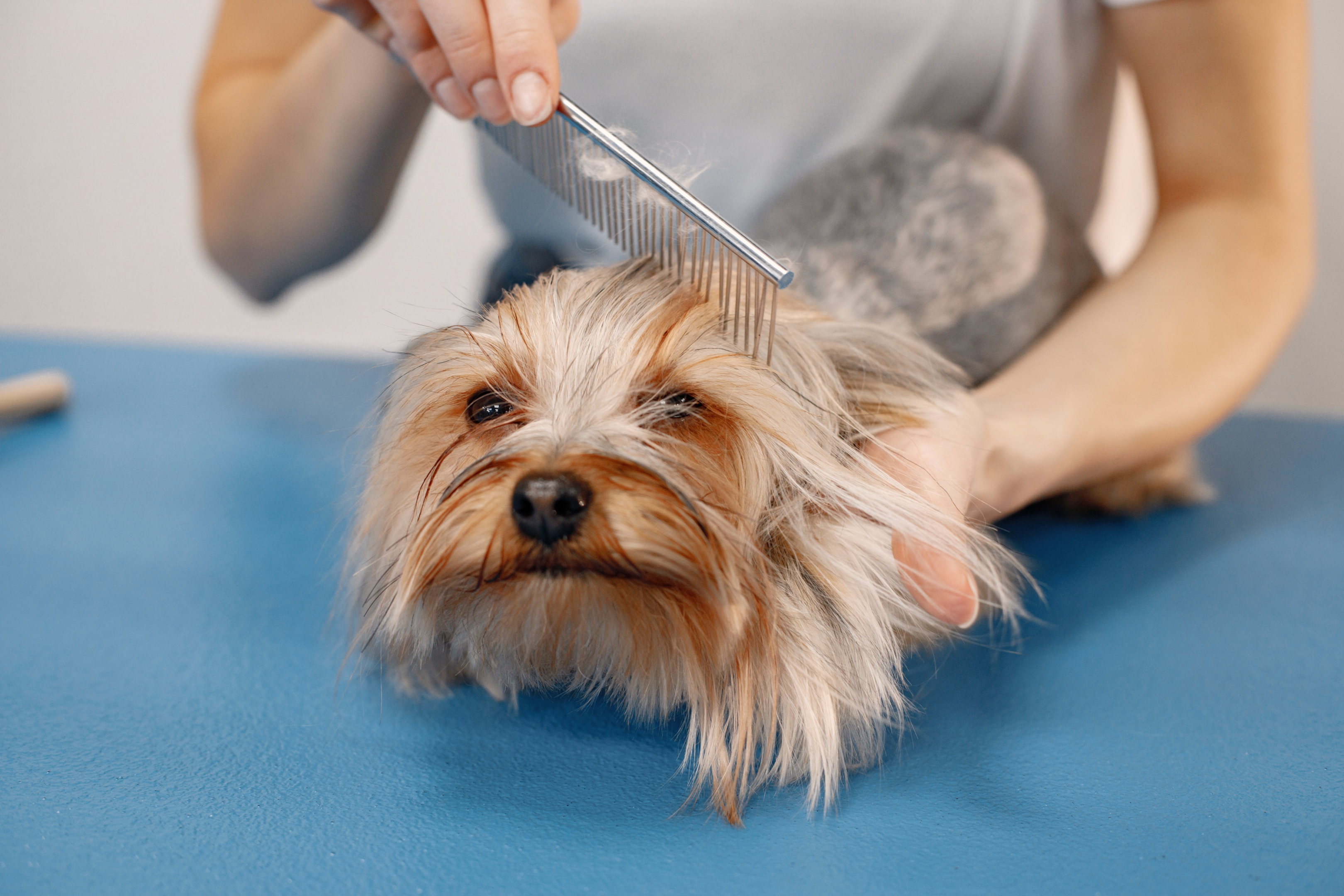 dog owners, prevent matting, grooming clippers