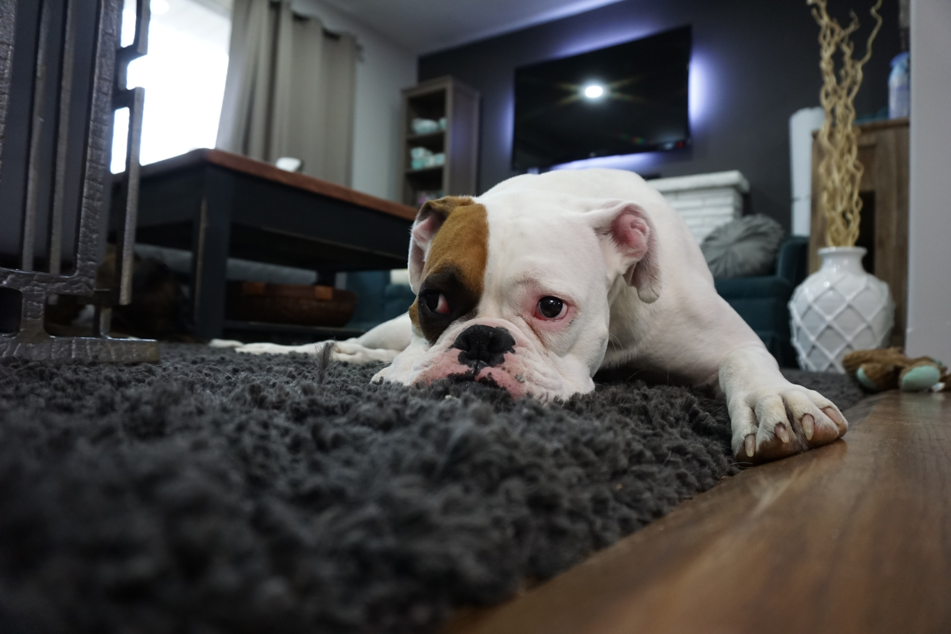 Your pooch could develop separation anxiety if you're not careful.