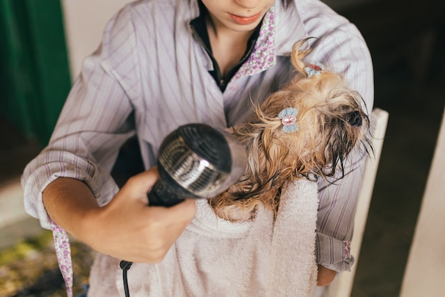 Woman Blow Drying Her Small Brown Dog