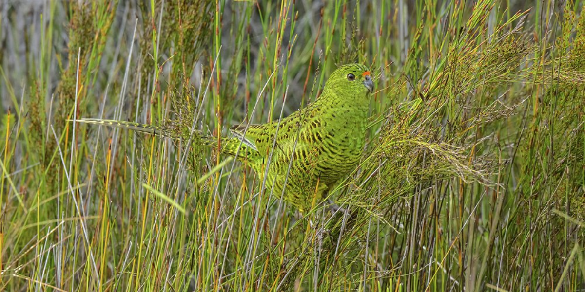 interesting animals in tasmania