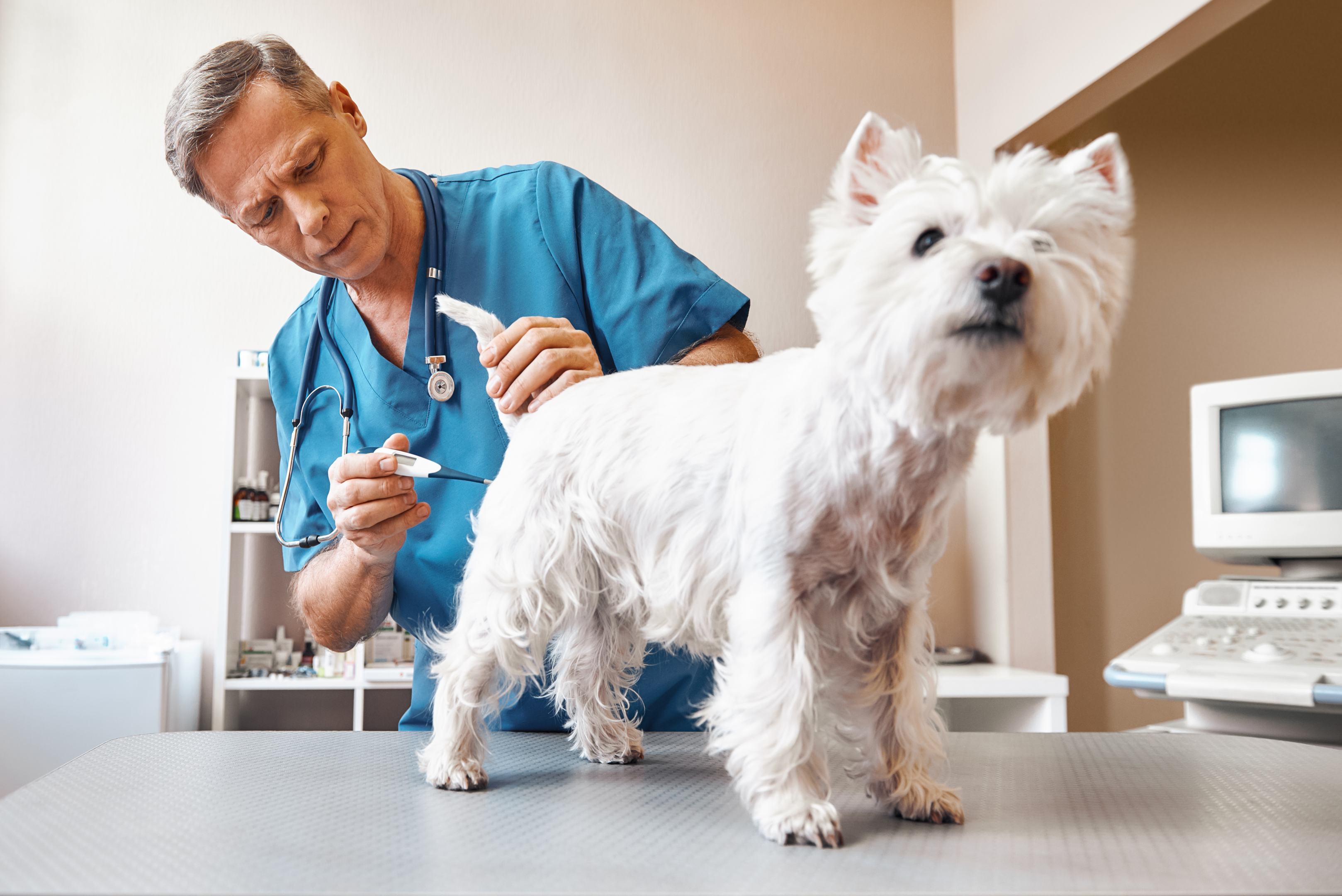 Hund wird mit Thermometer untersucht