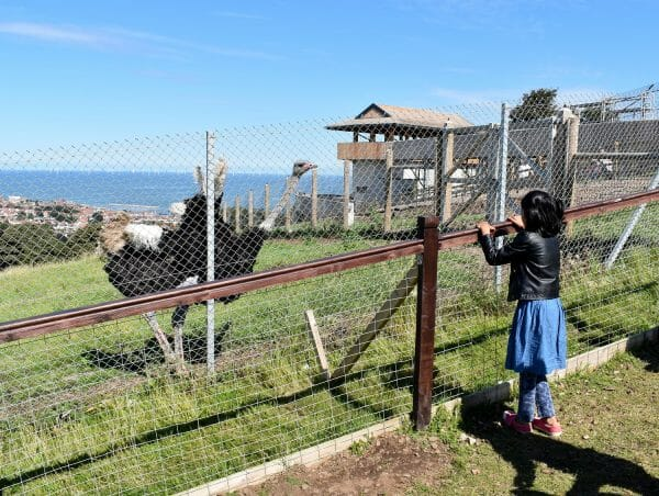 Child Looking At an Ostrich Through a fence