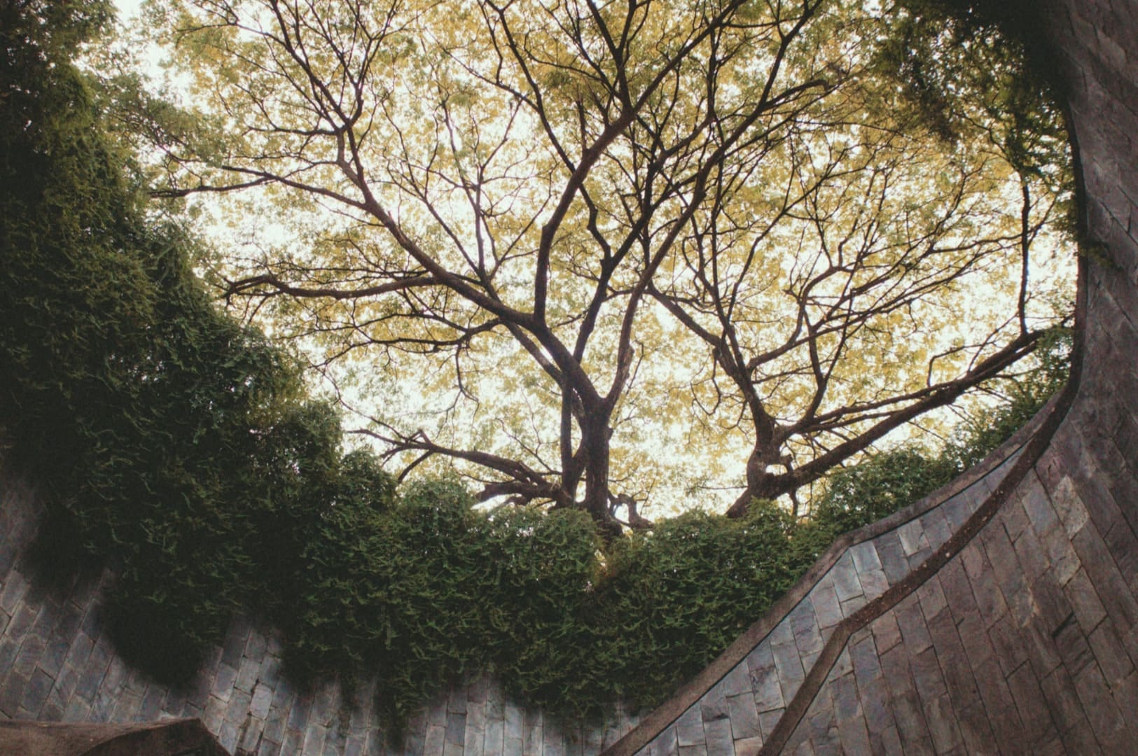View from a spiral staircase looking up at a large tree with lush yellow-green leaves. The stone walls are partly covered in ivy, creating a serene atmosphere.
