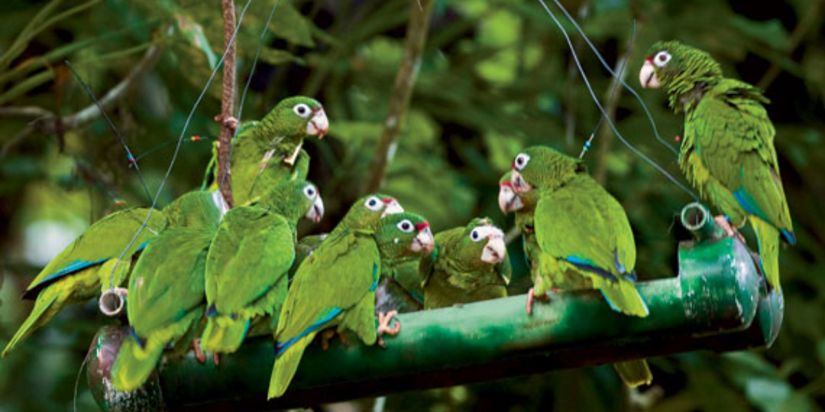 interesting animals in el yunque