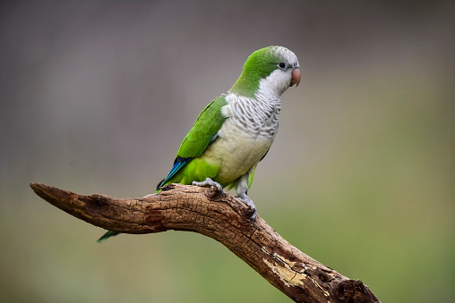 lutino quaker parrot