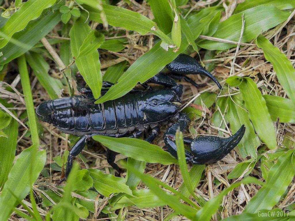 Scorpion Habitat & Distribution: Unveiling Secrets of Enigmatic Realms