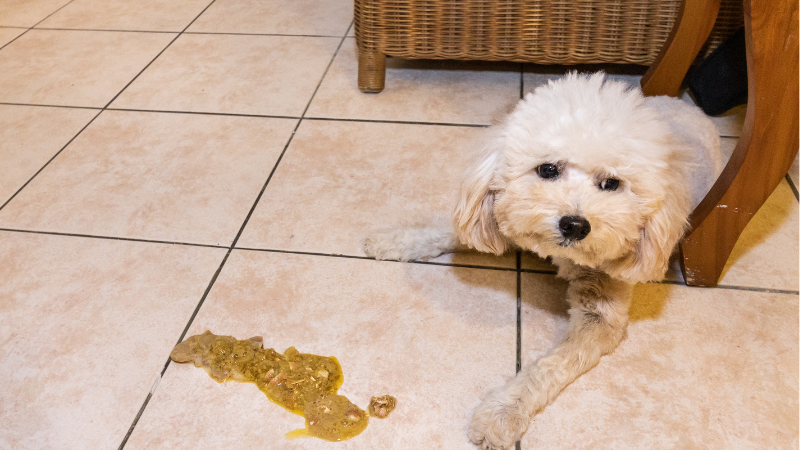 Dog puking clearance undigested food