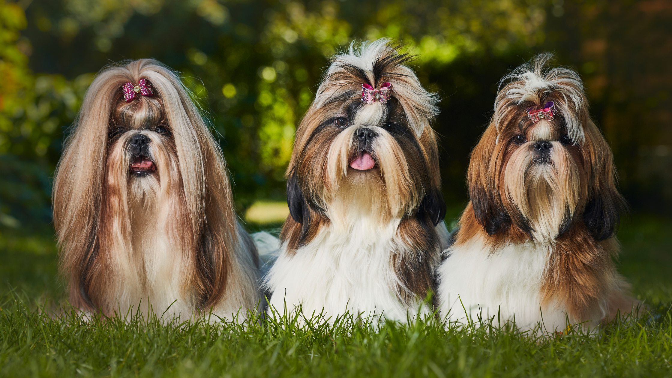 Three happy Shih Tzu's sitting in a field