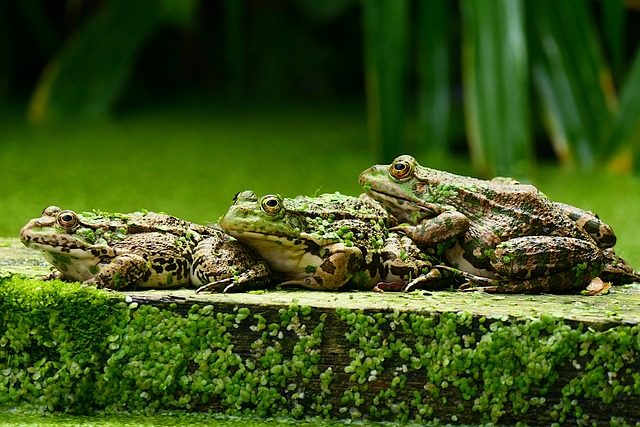 frogs, animals, amphibians, aniamls that start with E
