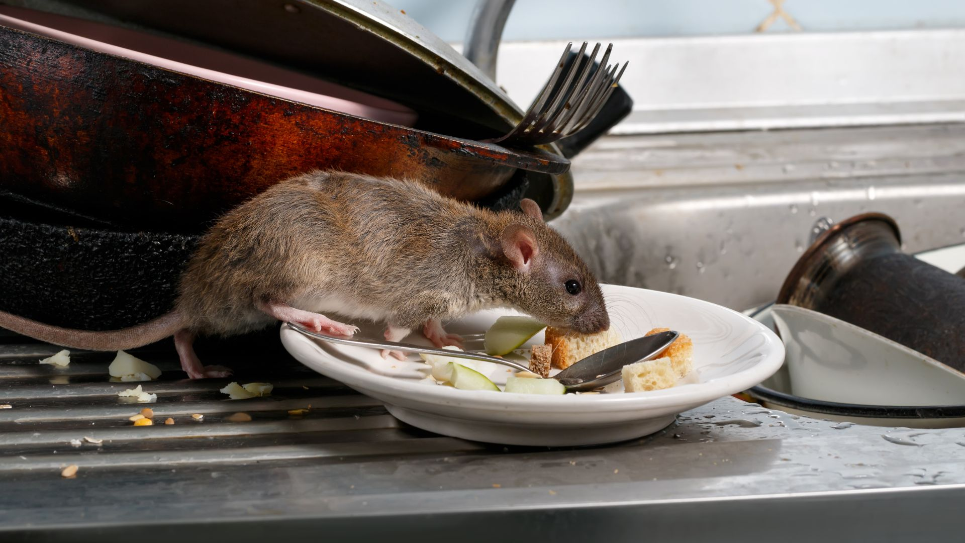 An image of a rat scavenging for food near a sink full of dirty dishes.