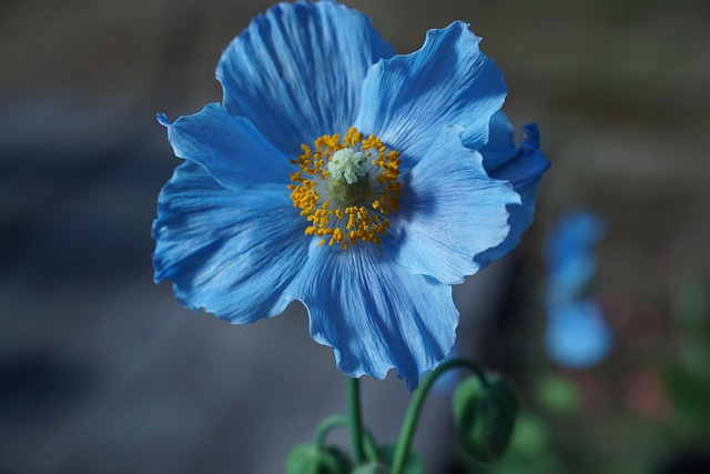 flower, botany, himilayan blue poppy