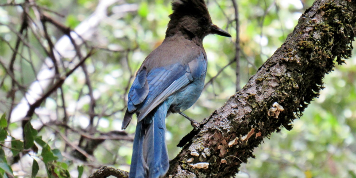 interesting animals in yosemite